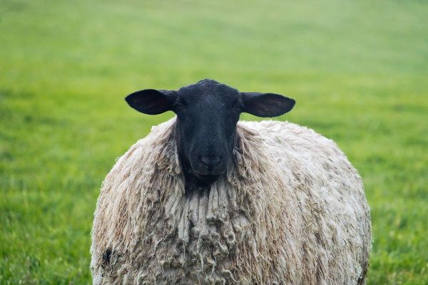 Su, Keren 아티스트의 Blackface ewe-Northumberland-England-UK작품입니다.